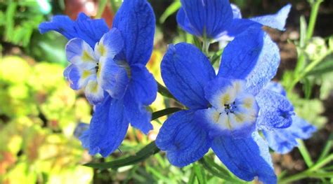 29 Different Delphinium Varieties You Can Plant This Season