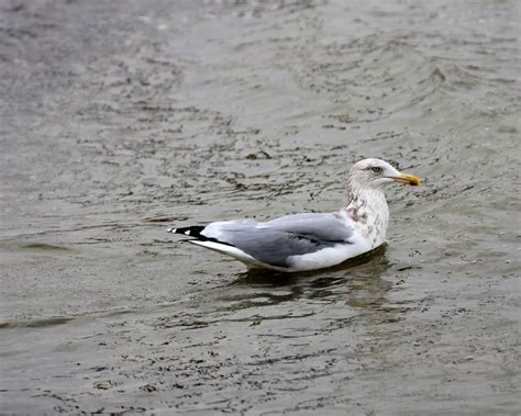 Hering Gull Larus Argentatus Port O Connor Robert Becker Flickr