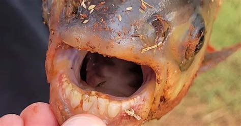 An 11 Year Old Boy Caught A Fish With Human Like Teeth In An Oklahoma