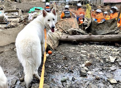 ホワイトスイスシェパードのコアが“災害救助犬”になった理由【災害救助犬コアと家族の日記vol1】