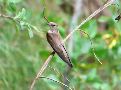 Geotripper S California Birds Northern Rough Winged Swallows On The