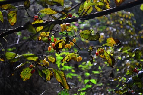 Fotos Gratis Rbol Naturaleza Bosque Rama Flor Fruta Luz De Sol