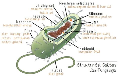 10 Komponen Struktur Sel Bakteri Dan Fungsinya | Porn Sex Picture