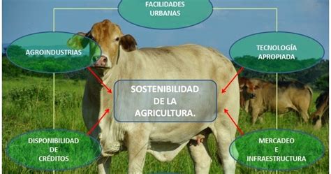 Generalidades de la Ganadería Bovina La ganadería vacuna y el