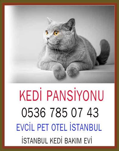 Kedi Pansiyonu Kartal Fatihhayvanhastanesi