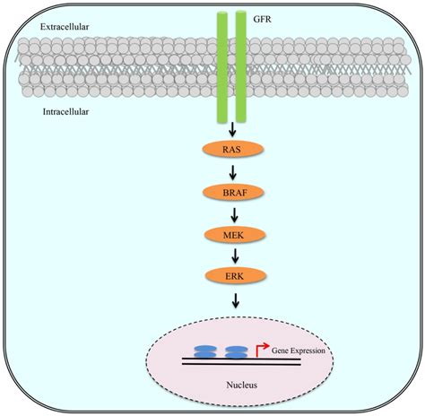 Schematic Depiction Of The Ras Braf Mek Erk Pathway Several