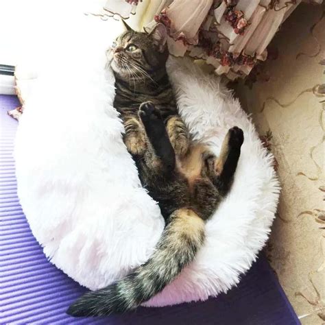 Round Plush Cat Bed Free Ship Usa At The Great Cat Store