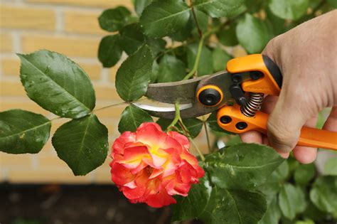 Rosenschnitt im Sommer Birchmeier Sprühtechnik AG