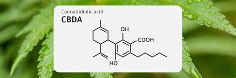 Cbd Vs Cbda The Differences Between The Two Cannabinoids