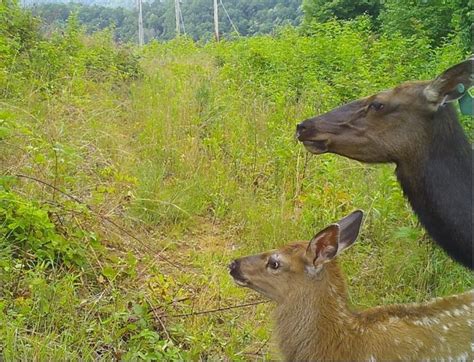 Elk Virginia Dwr