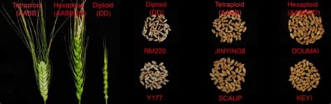 中国农业大学农学院 学术动态 农学院小麦研究中心在the Plant Cell发表小麦多倍体研究最新成果