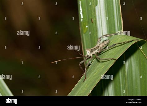 Assassin bug bite hi-res stock photography and images - Alamy