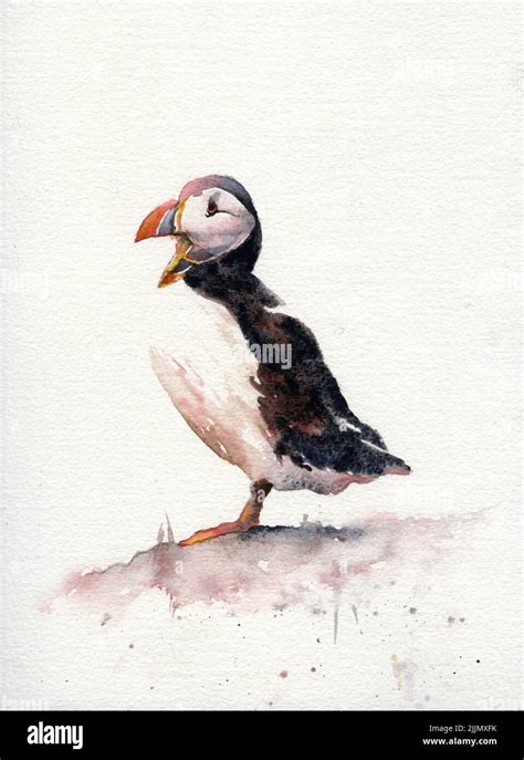 Puffins In Iceland Watercolor Painting Paintings Of Puffins At