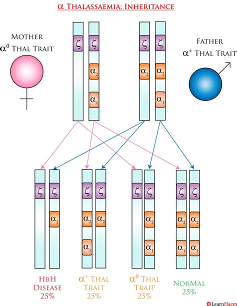 α Thalassaemia Learnhaem Haematology Made Simple