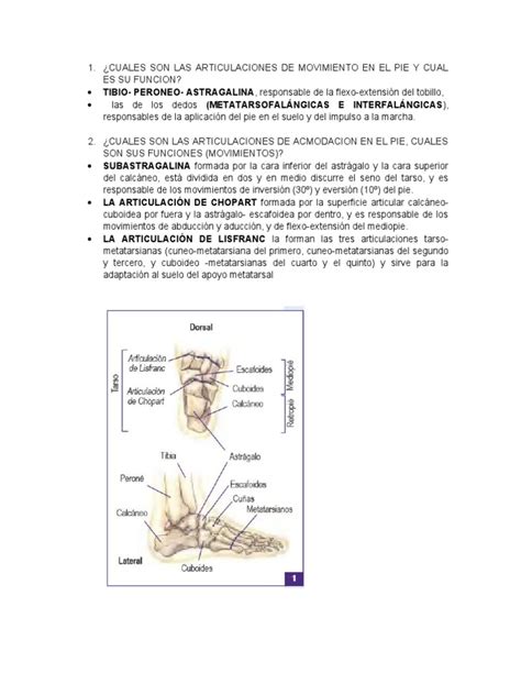 Semiologia Pie Y Tobillo Pdf Pie Tobillo