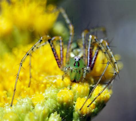 Green Spider Peucetia Viridans Bugguidenet