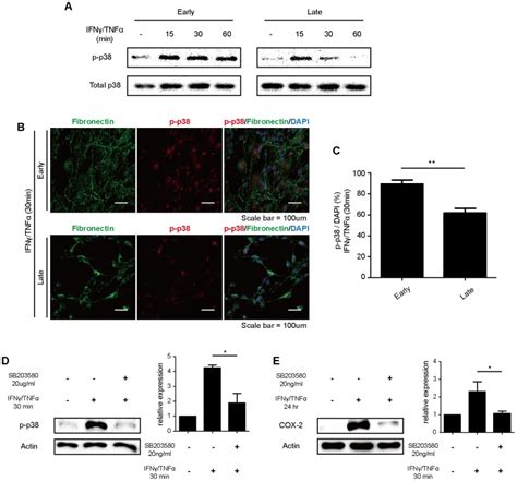 A Phosphorylation Of P38 Mapk Was Investigated By Western Blot