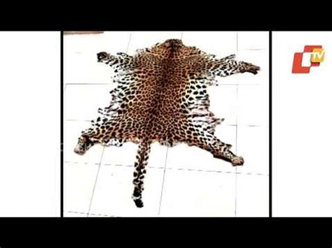 Crime Branch Stf Seizes Leopard Skin In Nuapada 2 Arrested Video