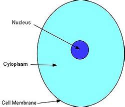 Cytoplasm - SignWiki