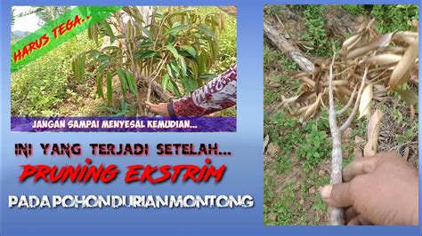 Pertumbuhan Durian Pasca Pruning Ekstrim Minggu Yang Lalu Youtube