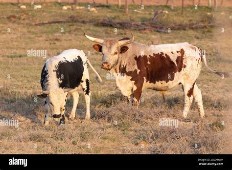 Nguni Bull And Bullock Cattle In A Pasture At Sunset In The Western