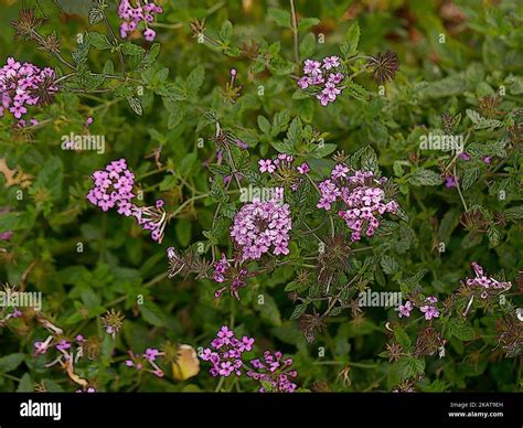 Illustrative Close Up Of The Purple Flowering Perennial Garden Plant