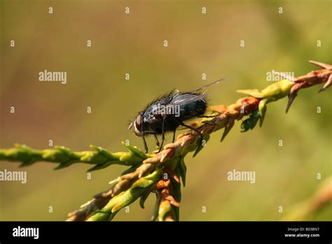 House Fly 1 Stock Photo Alamy