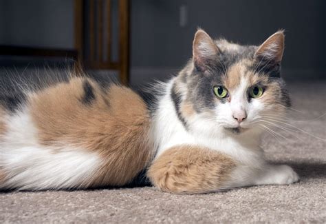 Calico Cats The Ultimate Guide Thecatsite