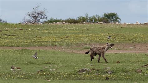 Hyena Chasing Zebras stock image. Image of national - 101453799