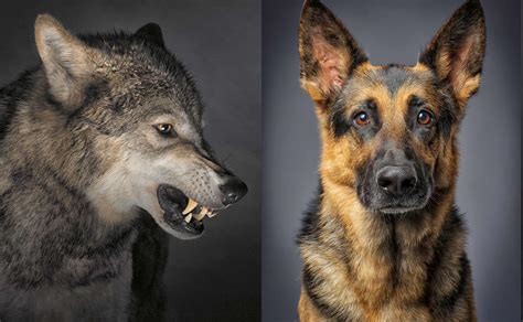 Los perros y los lobos curiosidades de una evolución que se da en