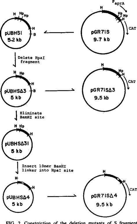 Figure 2 From Heterologous Bacillus Subtilis Escherichia Coli Gene