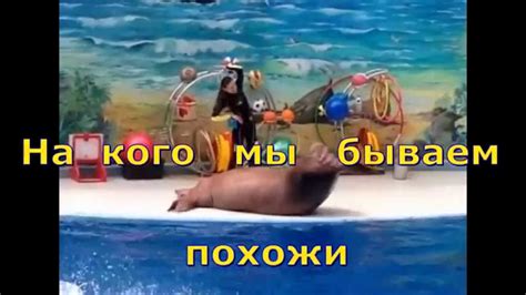 Как узнать на кого ты похож? - YouTube