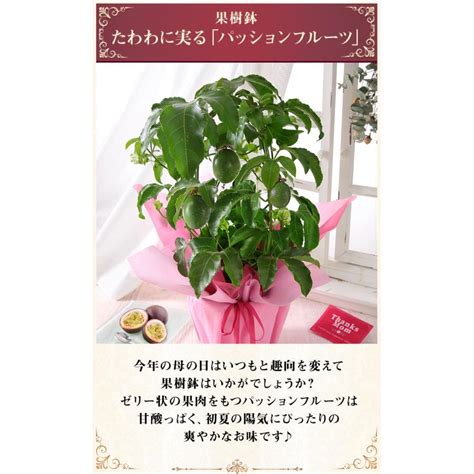 早割実施中 母の日 2023 花 ギフト プレゼント 鉢植え 花鉢 果樹鉢 カルミア しゃくなげ パッションフルーツ イベントギフトp Event 016bunbunbee 通販