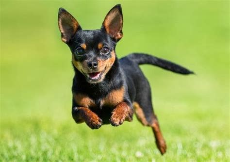 Chihuahua | Wild Life World