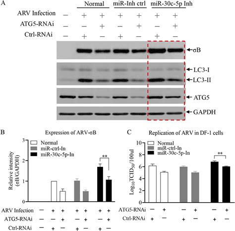 Gga Mir C P Suppresses Avian Reovirus Arv Replication By