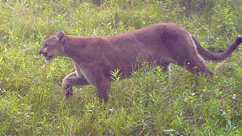 Update Dnr Confirms Two Cougar Sightings