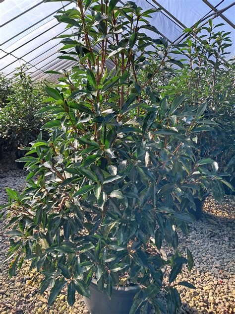 plants_details - Adcock’s Nursery