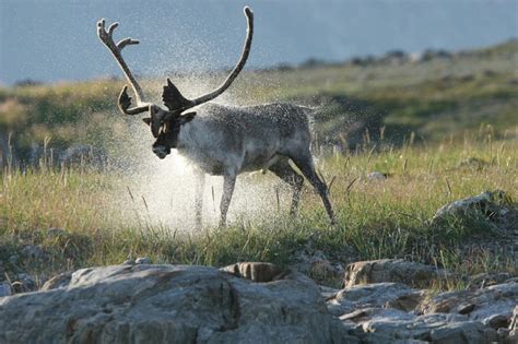 wildlife, Torngat Mountains National Park, Labrador, Canada | Torngat mountains national park ...