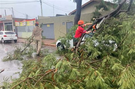 Chuva Derruba árvore Em Carro No Jardim Parati E Interdita Rua Direto