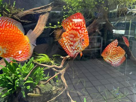 Capital Exotic Fish Washington Dc Dc