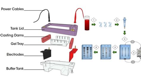 Gel Electrophoresis System Definition Principle Parts Types