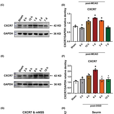 CXCR7 Expression Is Upregulated In Middle Cerebral Artery Occlusion