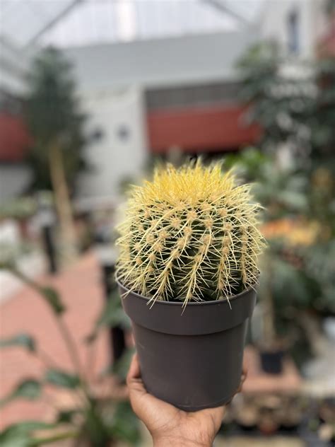 Echinocactus Grusonii La Selva Gartneri