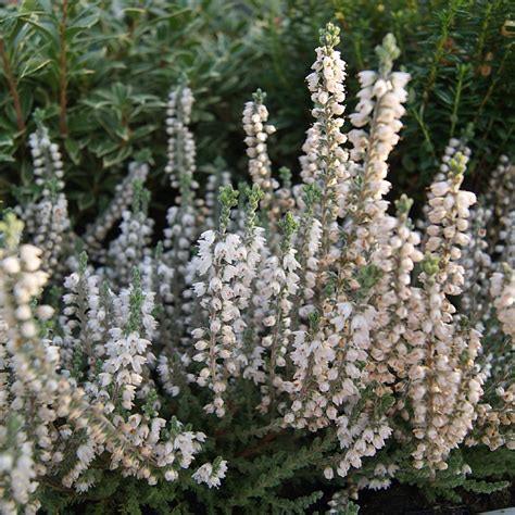 Calluna Vulgaris ‘beoley Silver Find Haveplanter