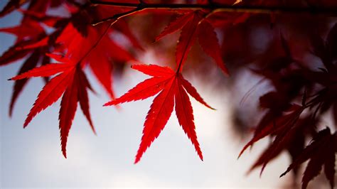 Red Maple Leaves Tree Branch Atumn Blur Background 4k Hd Photography
