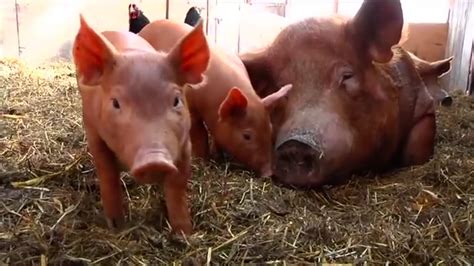 Rearing Pigs In Kenya Youtube