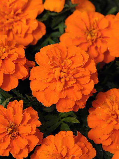 French Marigold Bonanza Mix 1000 Seeds Flower Bangladesh