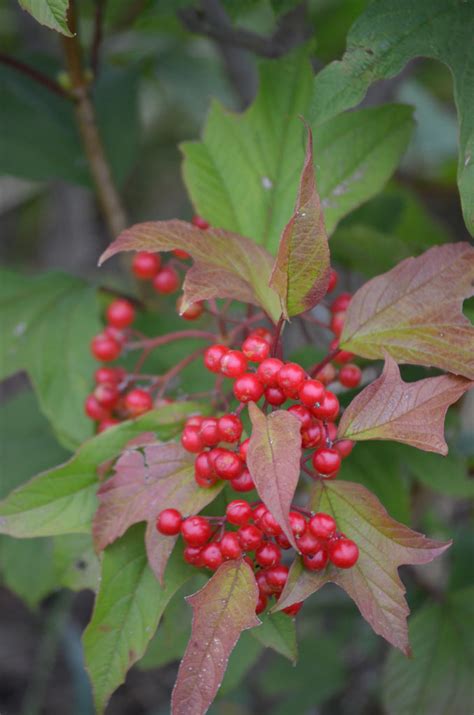 Viburnum trilobum American Cranberrybush | Prairie Moon Nursery