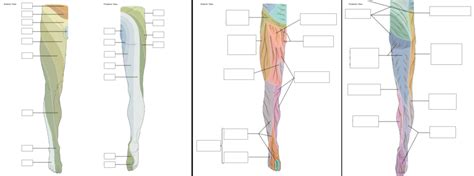 Nerves And Dermatomes For Le Diagram Quizlet