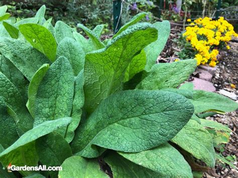 Comfrey Uses And Benefits Gardensall